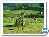 Sandhill Cranes