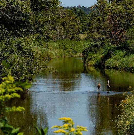 Birds on the water